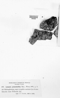 Image of Lecanora helicopis